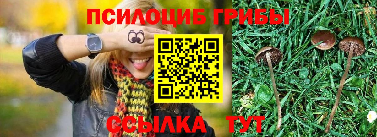 Галлюциногенные грибы Cubensis Новозыбков