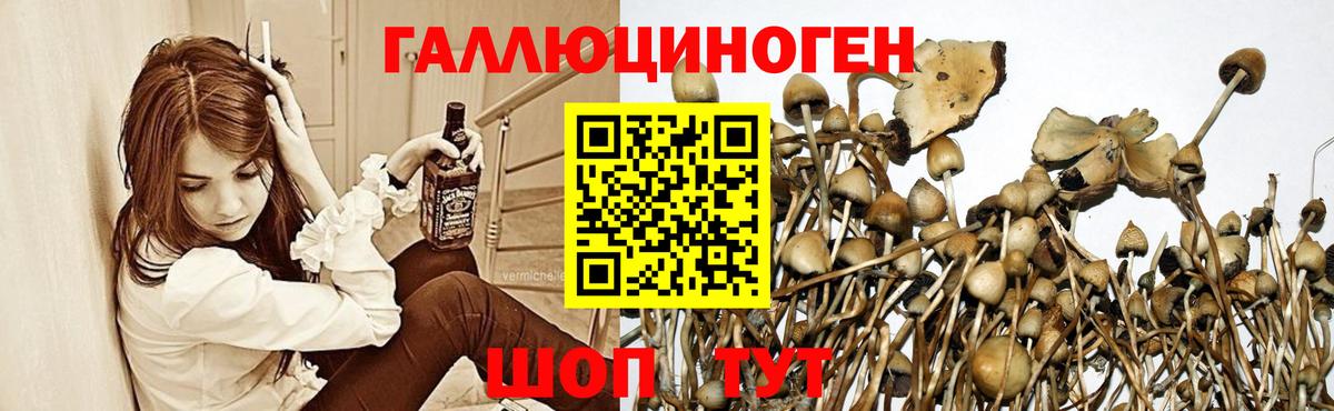 Галлюциногенные грибы Psilocybine cubensis  Галлюциногенные грибы Cubensis  Вход с VPN  Новозыбков 